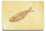 Detailed Fossil Fish (Knightia) - Wyoming #379460-1